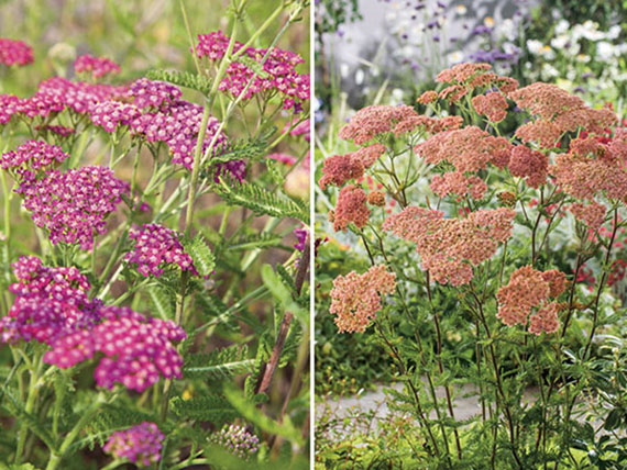 Achillea millefolium: milenramas a todo color